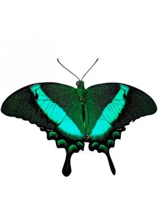 Живая бабочка "Павлин"