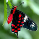 Живая экзотическая бабочка "Черная роза"