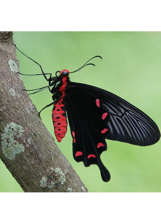 Живая экзотическая бабочка "Черная роза"