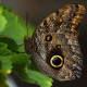 Живая экзотическая бабочка "Калиго"