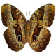 Живая экзотическая бабочка "Калиго"