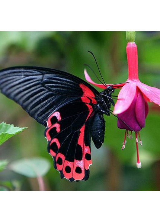 Живая экзотическая бабочка "Красный мормон"