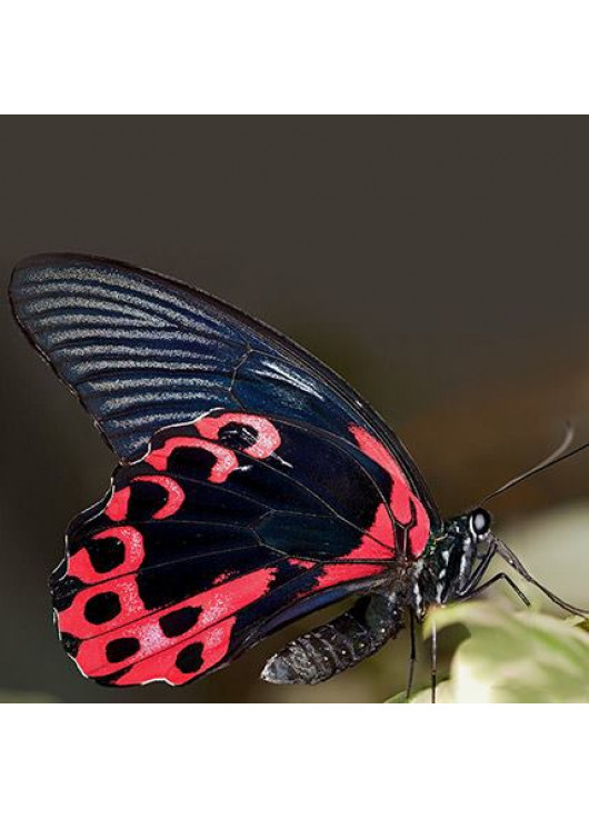 Живая экзотическая бабочка "Красный мормон"