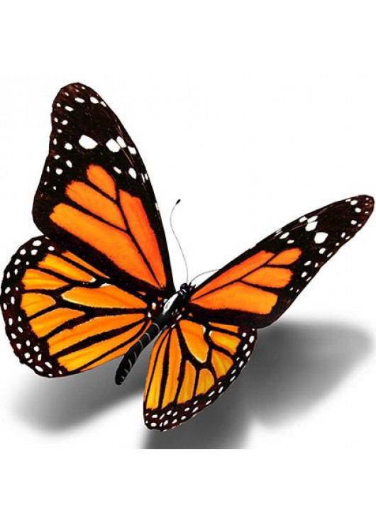 Живая экзотическая бабочка "Монарх"