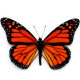 Живая экзотическая бабочка "Монарх"