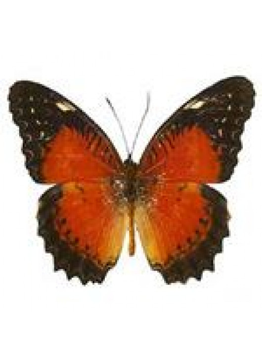 Живая экзотическая бабочка "Персия"