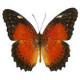 Живая экзотическая бабочка "Персия"