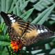 Живая экзотическая бабочка "Тигр"
