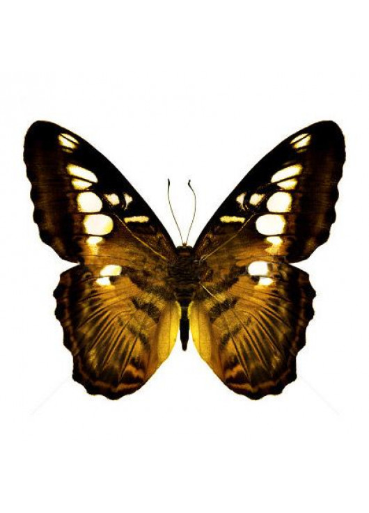 Живая экзотическая бабочка "Тигр"