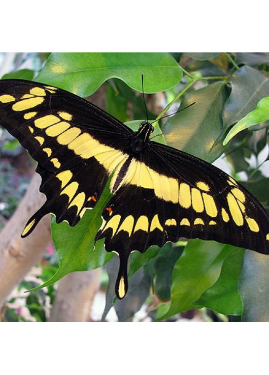 Живая экзотическая бабочка "Тоас"