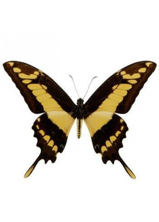 Живая экзотическая бабочка "Тоас"