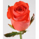 Коралловые розы сорта Wow или  Red Wow