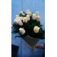 Кремовые розы Днепр -Талея