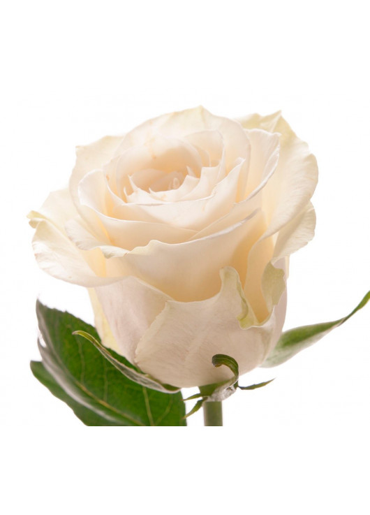 Белая роза Mondial