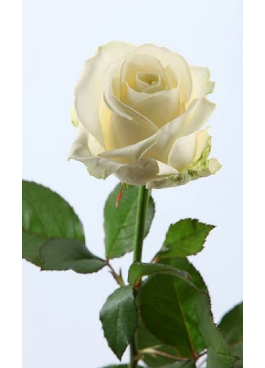 Белая роза поштучно Днепр