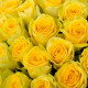 Желтые розы Днепр