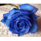 Синие  розы Днепр 