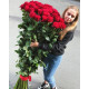 Гигантские розы  120-150 см