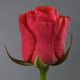 Коралловые розы сорта Wow или  Red Wow