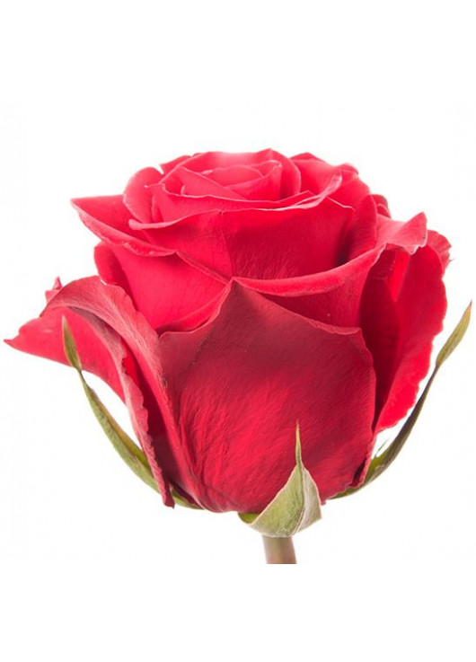 Красная роза Форевер Янг 