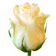 Кремовые розы Днепр -Талея