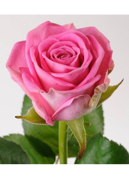 Розовые розы Днепр - Аква