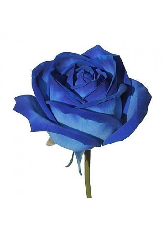 Синие розы Днепр