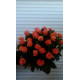Персиковые розы Днепр - Пигги
