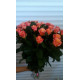 Персиковые розы Днепр - Пигги