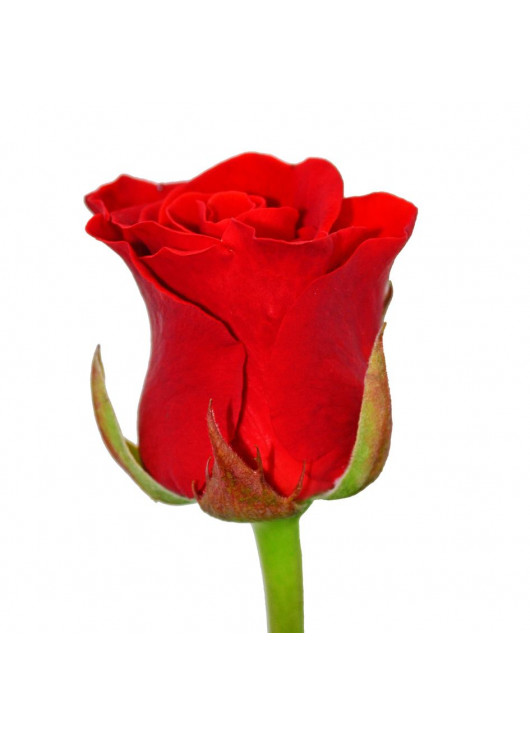 Красные розы Днепр - Эль-торо