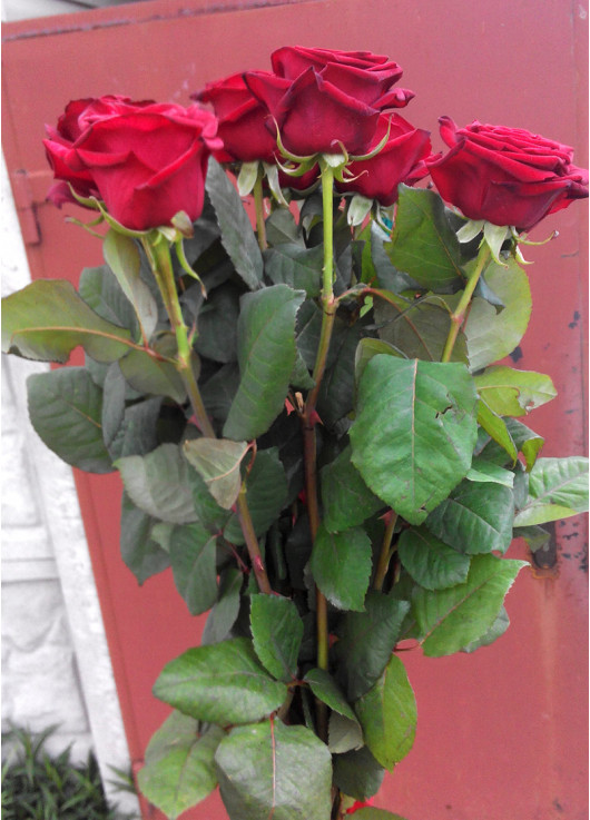 Красные Розы Днепр поштучно