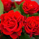 Красные розы Днепр - Эль-торо
