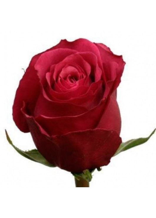 Розовая роза Черри Ох