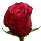 Розовая роза Черри Ох