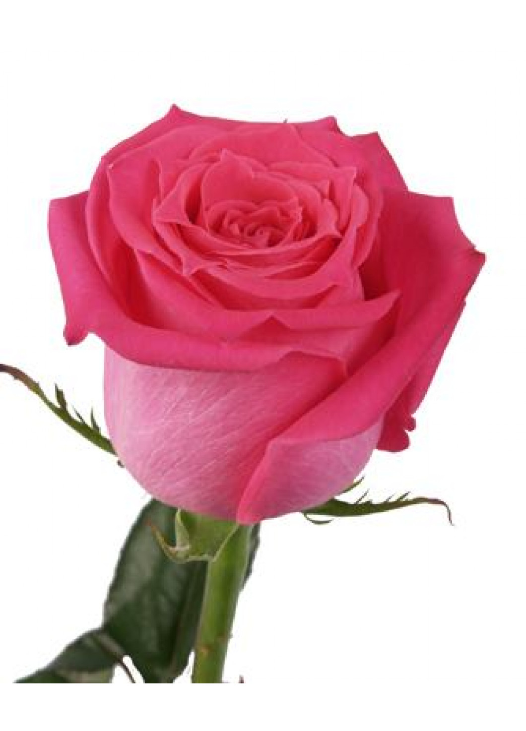 Купить розы поштучно в москве. Сорт роз Пинк Флойд.