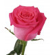 Розовая роза Топаз
