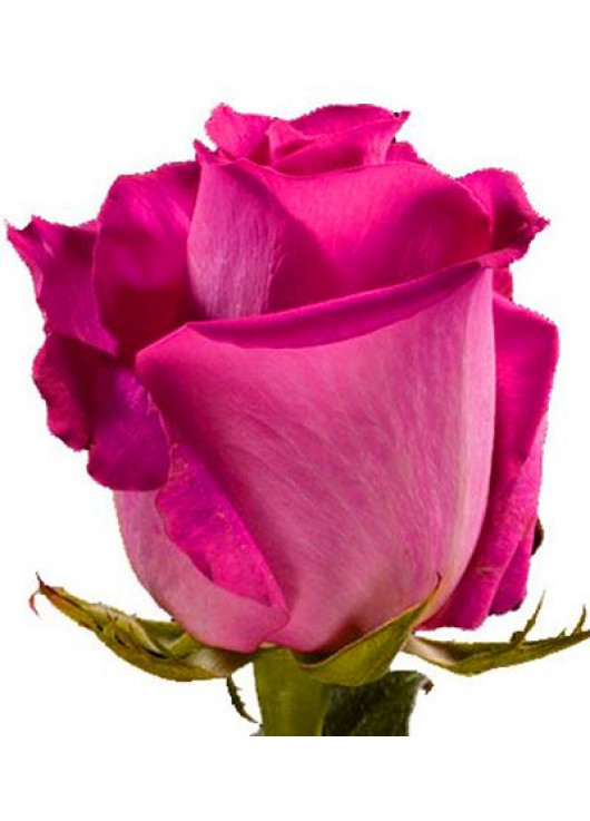 Розовая роза Топаз