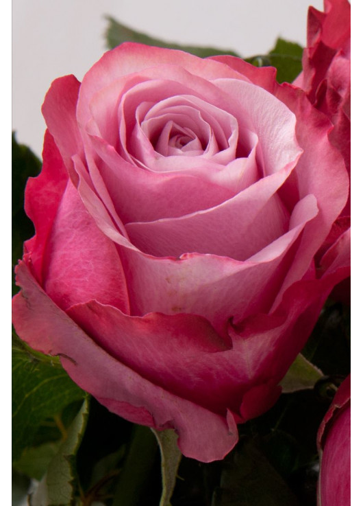 Розовые розы Днепр - Deep Water
