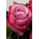 Розовые розы Днепр - Deep Water