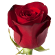 Темно-красная роза Фридом