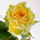 Желтые роза Днепр - Иллиос