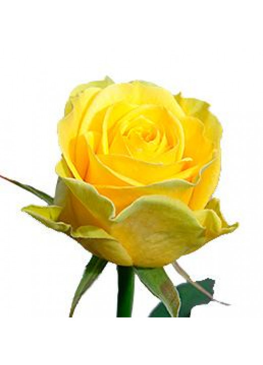 Желтые роза Днепр - Иллиос