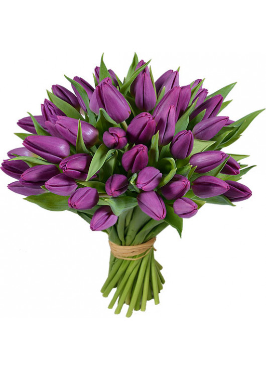  51 фиолетовый тюльпан 2