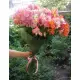 Чудо Света (Дикая орхидея) Чудо Света (Дикая орхидея)