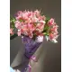 Чудо Света (Дикая орхидея) Чудо Света (Дикая орхидея)