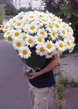 101 отборная ромашка!