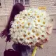 101 отборная ромашка! 101 отборная ромашка!