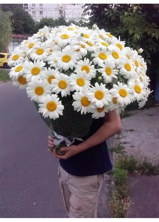 101 отборная ромашка! 101 отборная ромашка!