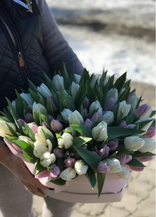 51 тюльпан - сердце 51 тюльпан - сердце