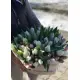 51 тюльпан - сердце 51 тюльпан - сердце